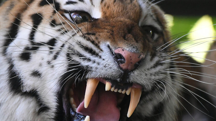 Впервые удалось снять видео с амурским тигром на фоне столицы Приморья 