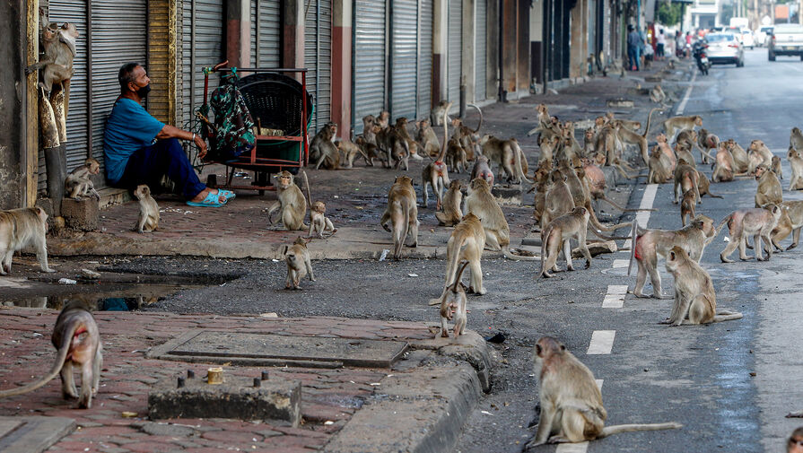 Восстание обезьян: в Таиланде полицию бросили на борьбу с терроризирующими жителей бандами макак