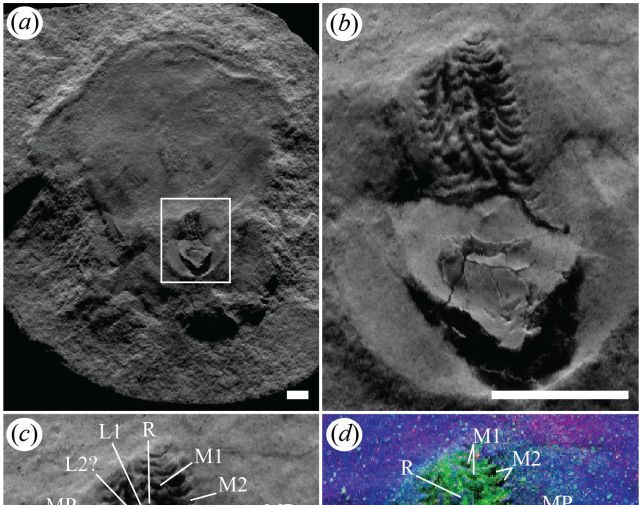 Старейшая в мире окаменелость осьминога никогда им не была, выяснили ученые