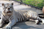 Белый тигр Кенни с врожденной мутацией (умер в 2008 году)