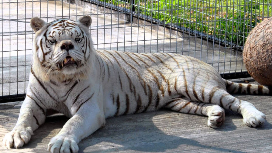 Белый тигр Кенни с&nbsp;врожденной мутацией (умер в&nbsp;2008 году)