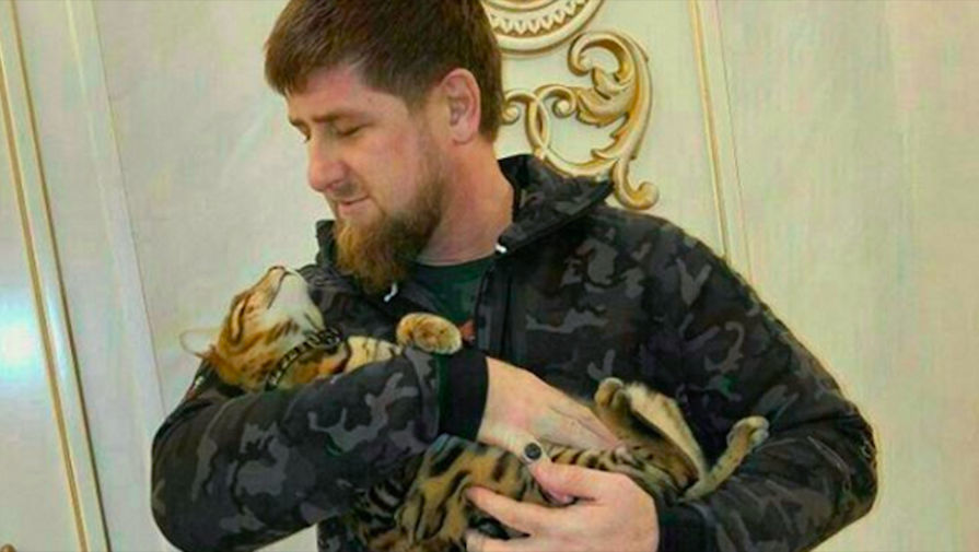 Кот Рамзана Кадырова, которого хозяин искал через инстаграм