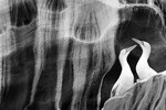 <b>Победитель конкурса «Природный артистизм»: «Искусство ухаживания».</b>
Национальный природный заповедник Носс, Шетландские острова, Шотландия.
<br>
Каждое лето на острове Носс собираются более 22 000 северных олуш, которые возвращаются, чтобы размножаться на уступах, высеченных стихией