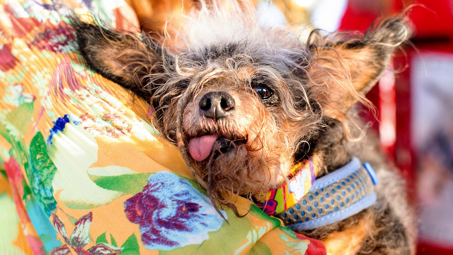 Победитель конкурса на самую уродливую собаку в США, 21 июня 2019 года