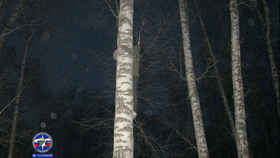 В Новосибирске спасателям пришлось снимать с дерева мужчину, который хотел спасти кота