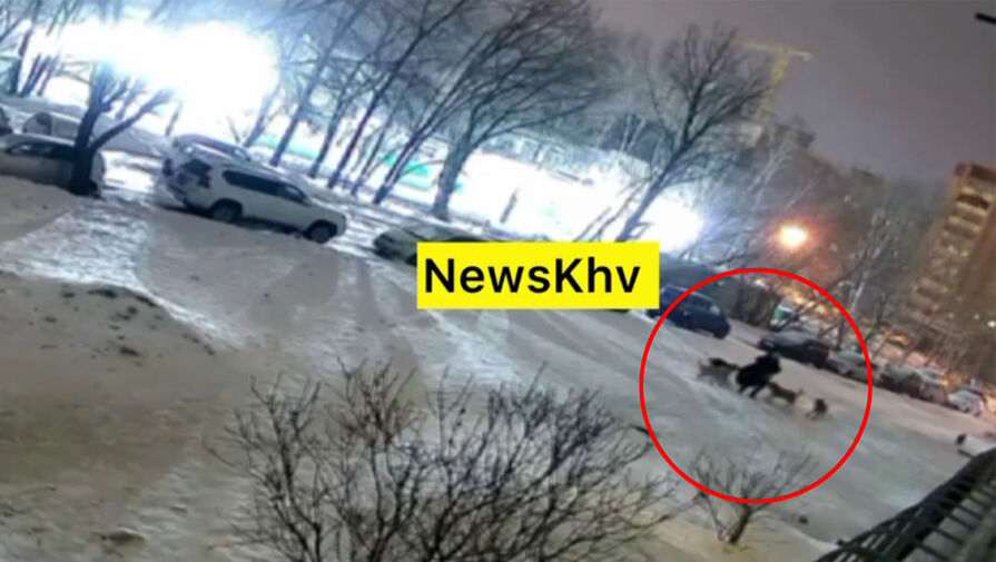 В Хабаровске шесть бездомных собак напали на россиянку и попали на видео