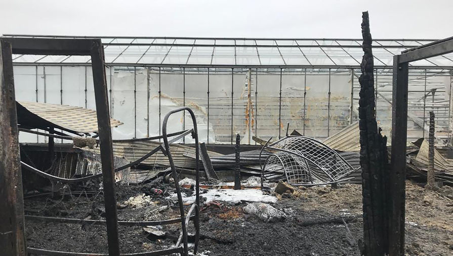 Последствия пожара на&nbsp;территории тепличного комплекса в&nbsp;деревне Нестерово в&nbsp;Московской области, 7 января 2020 года