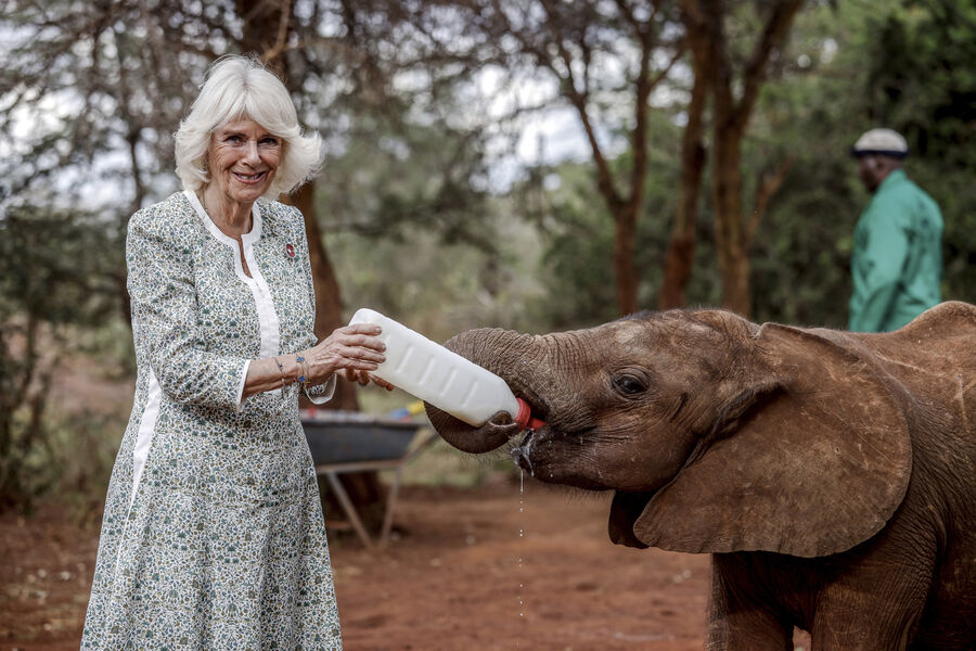 Британская королева Камилла кормит слоненка молоком из&nbsp;бутылочки во время посещения приюта для&nbsp;слонов Шелдрик на&nbsp;окраине Найроби, Кения, 1&nbsp;ноября 2023&nbsp;года