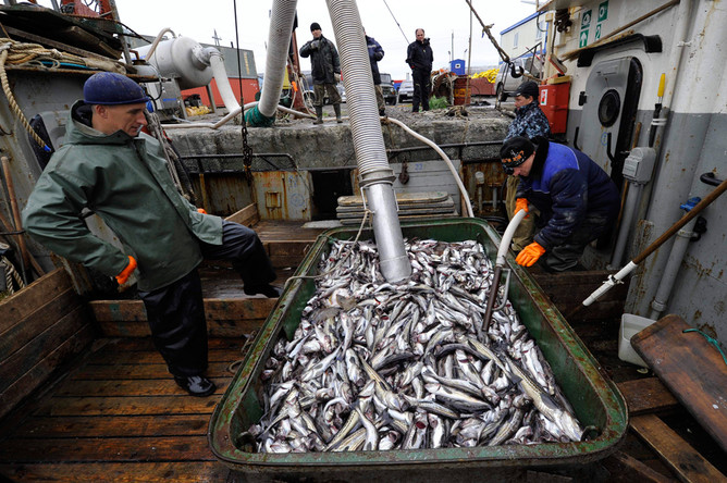 Депутат от КПРФ предложил дотировать перевозку рыбы с Дальнего Востока