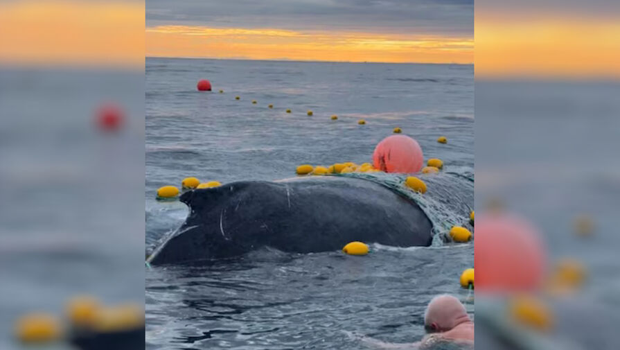 Сапсерферам, спасшим запутавшегося в сетях горбатого кита, грозит большой штраф