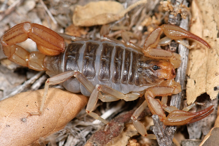 Биологи обнаружили два неизвестных вида скорпионов в Калифорнии 