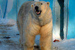 Белый медведь Кай в вольере Новосибирского зоопарка