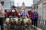 Телеведущий и экс-политик Майкл Портилло с овцами перед началом ярмарки шерсти в Лондоне, сентябрь 2019 года
