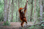 <b>«Нарисуй меня как своих лесных девушек»</b>