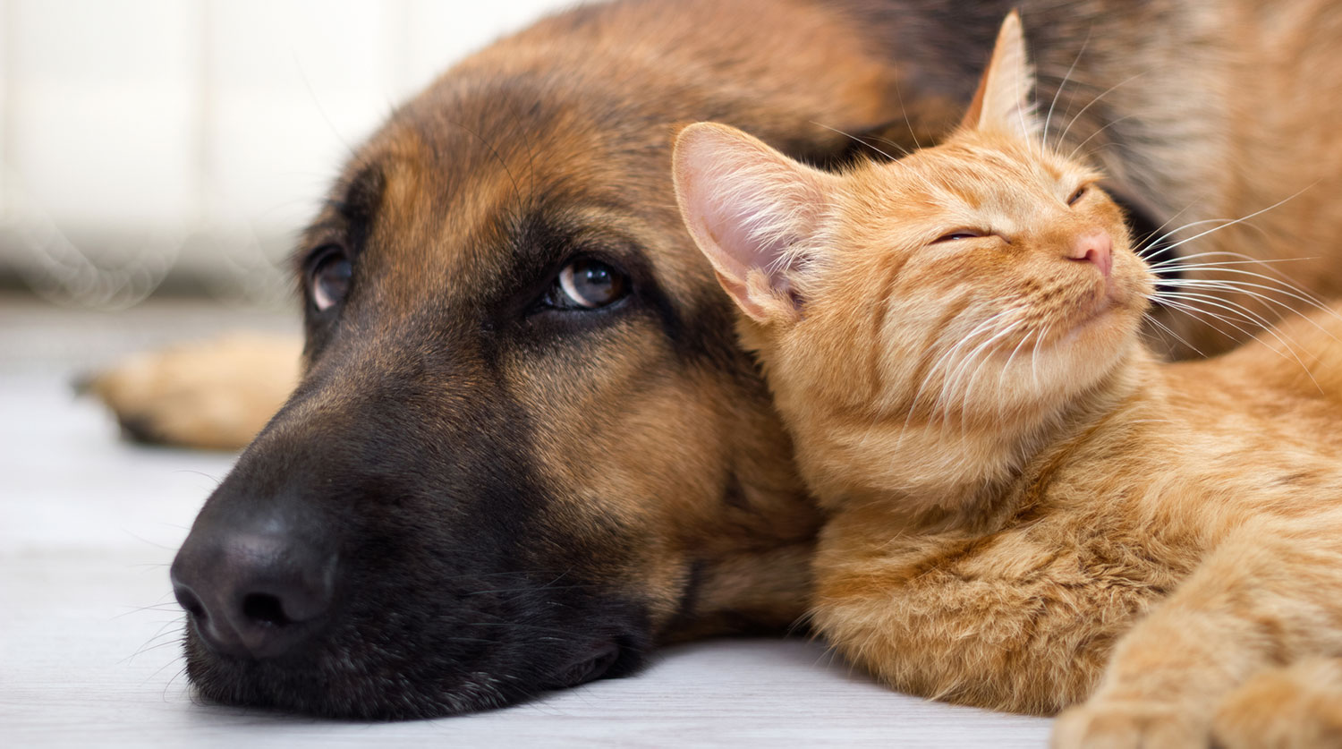 Число кошек и собак в квартире могут ограничить