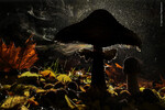 <b>Победитель конкурса «Растения и грибы»</b>
«Последнее дыхание осени»
Гора Олимп, Пиерия, Греция.
<br>
Грибы-зонтики рассеивают споры из-под шляпок