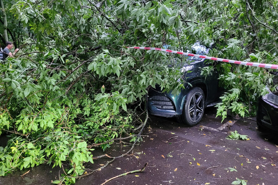 Последствия падения дерева на&nbsp;припаркованный автомобиль на&nbsp;юго-востоке Москвы, 12&nbsp;июля 2025&nbsp;года