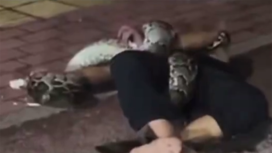 Пьяный китаец пытался задушить питона, но проиграл