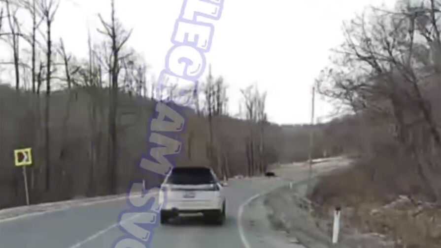 Россияне сняли на видео крупное животное на проезжей части