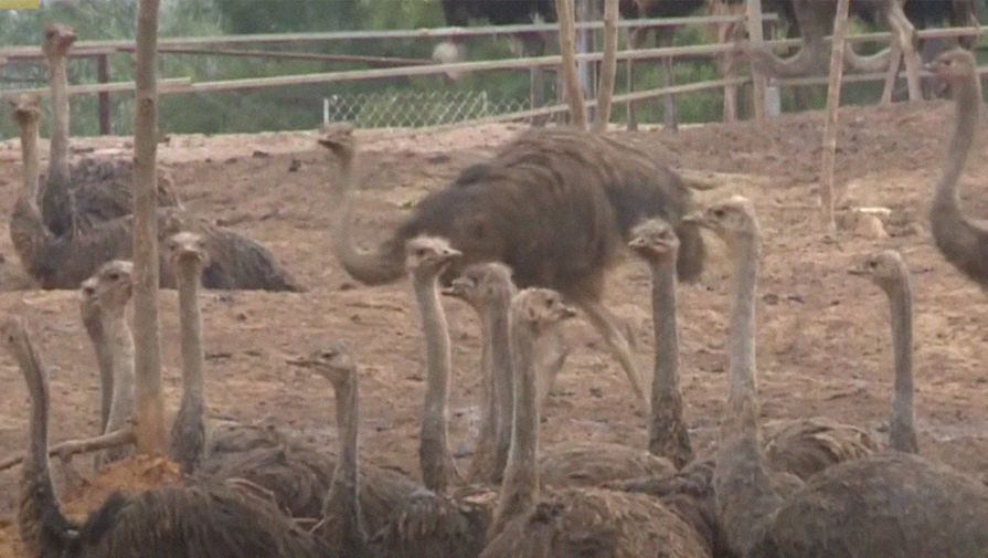Десятки страусов, сбежавших с фермы в Китае, разбрелись по центру города