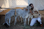 Мужчина обнимает телят в честь «Дня объятия коров» по случаю Дня святого Валентина в приюте для коров в Ахмадабаде, Индия,14 ферваля 2023 года