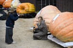 Взвешивание гигантских овощей и фиксация национальных рекордов в Книге рекордов России в преддверии открытия фестиваля «Овощи-гиганты» в Ботаническом саду МГУ «Аптекарский огород» в Москве, 19 сентября 2025 года