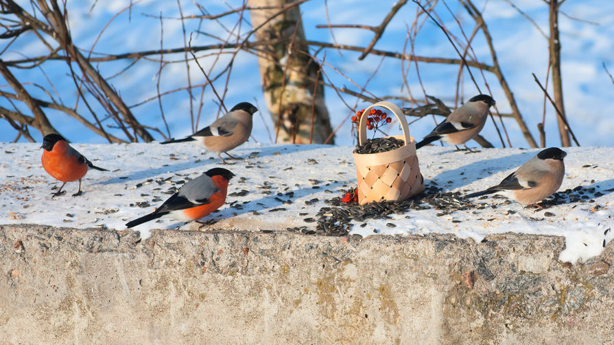 Москвичам предложили помочь накормить птиц 