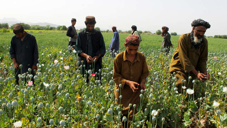 Politico: Европе грозит катастрофа из-за запрета на выращивание мака в Афганистане
