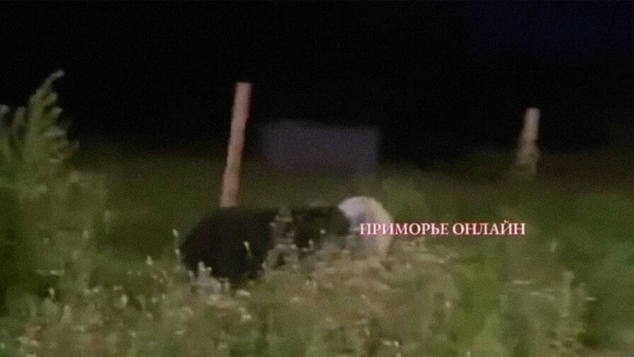 В Приморье начались поиски медведя с бидоном на голове