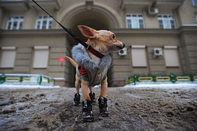 В Санкт-Петербурге владельцев собак заставят брать на прогулку ветпаспорт