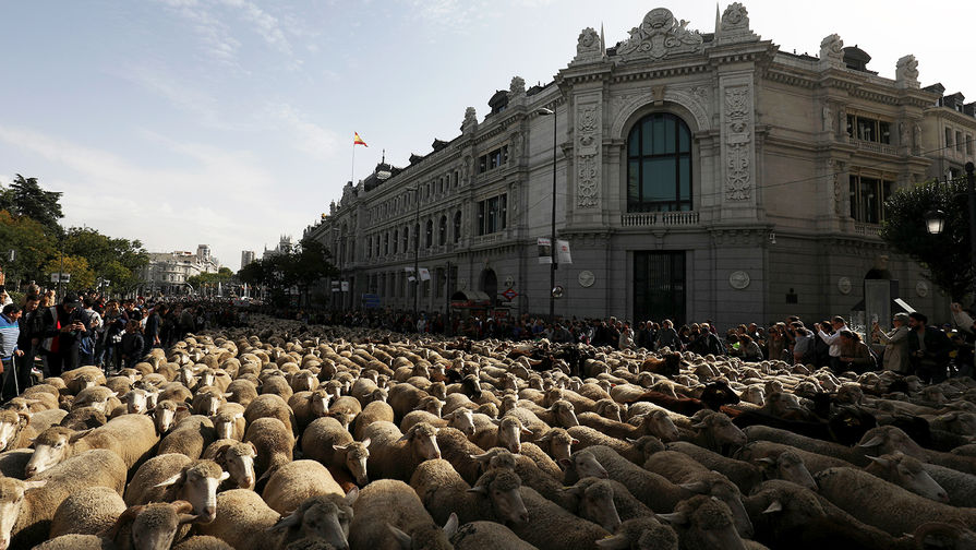 Во время ежегодного прогона овец через&nbsp;центр Мадрида, Испания, октябрь 2018 года