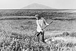 Василий Шукшин во время покоса травы в родном селе Сростки Бийского района Алтайского края, 1969 год
