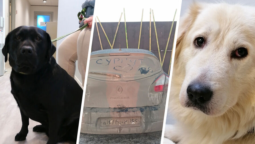 В Тюмени хозяйка бросила кошек и собак на морозе в закрытой машине