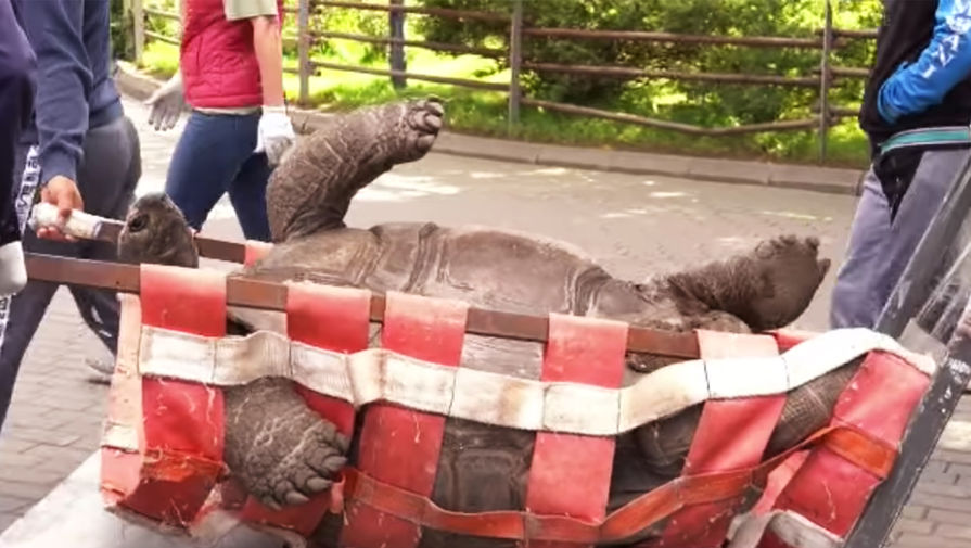 Переселение сухопутных черепах в Московском зоопарке попало на видео