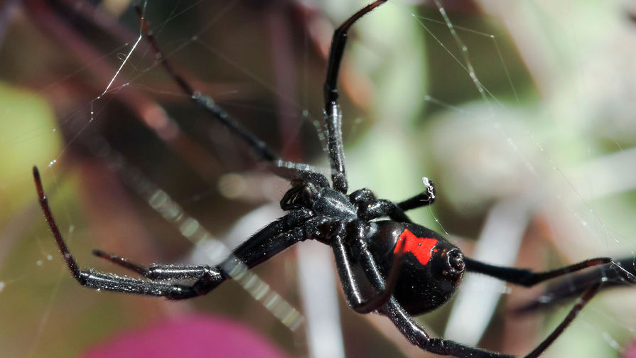 Ядовитые пауки России — описание, фото, последствия укуса