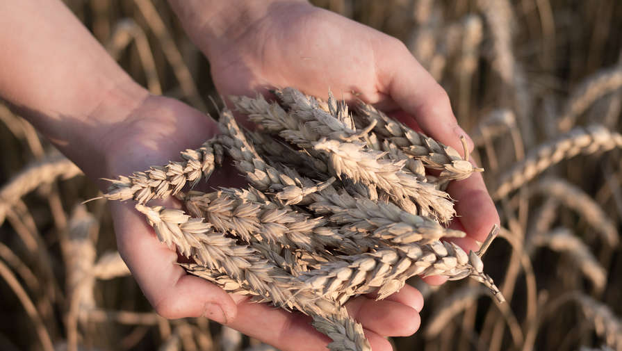 В России разработали полимерную подложку для ускорения роста пшеницы