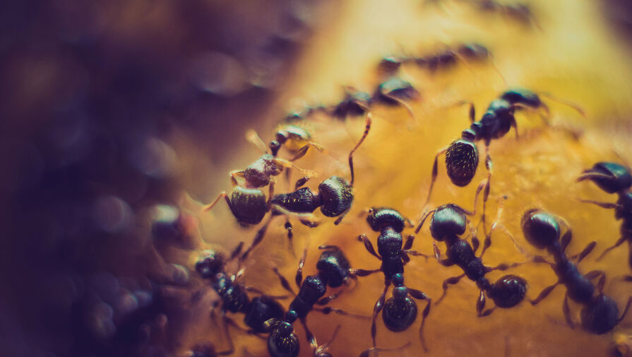На Ямале жителей города одолевают муравьи в жилых домах