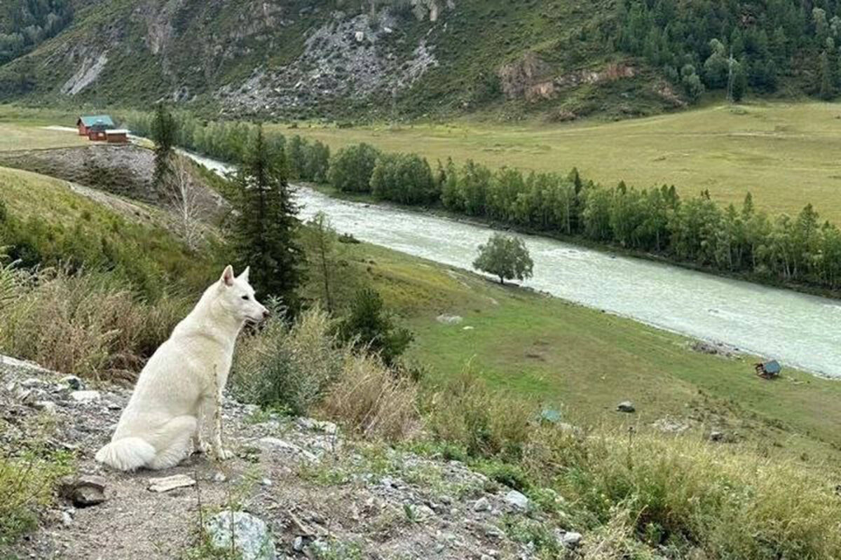 На Алтае нашлась хозяйка собаки, которая все лето просидела около Чуйского  тракта - Газета.Ru | Новости