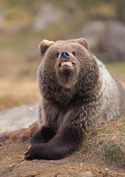 <b>«Улыбнись, тебя фотографируют!»</b>