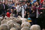 Во время ежегодного прогона овец через центр Мадрида, Испания, октябрь 2018 года