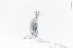 <b>Премия «Восходящая звезда»</b>
Портрет альпийского горного козла.
<br>
Региональный природный парк Веркор, Рона-Альпы, Франция