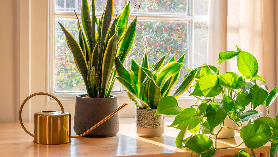 Названы лучшие комнатные растения для аллергиков