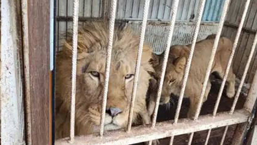 У москвича забрали львов и медведей за содержание в зверских условиях