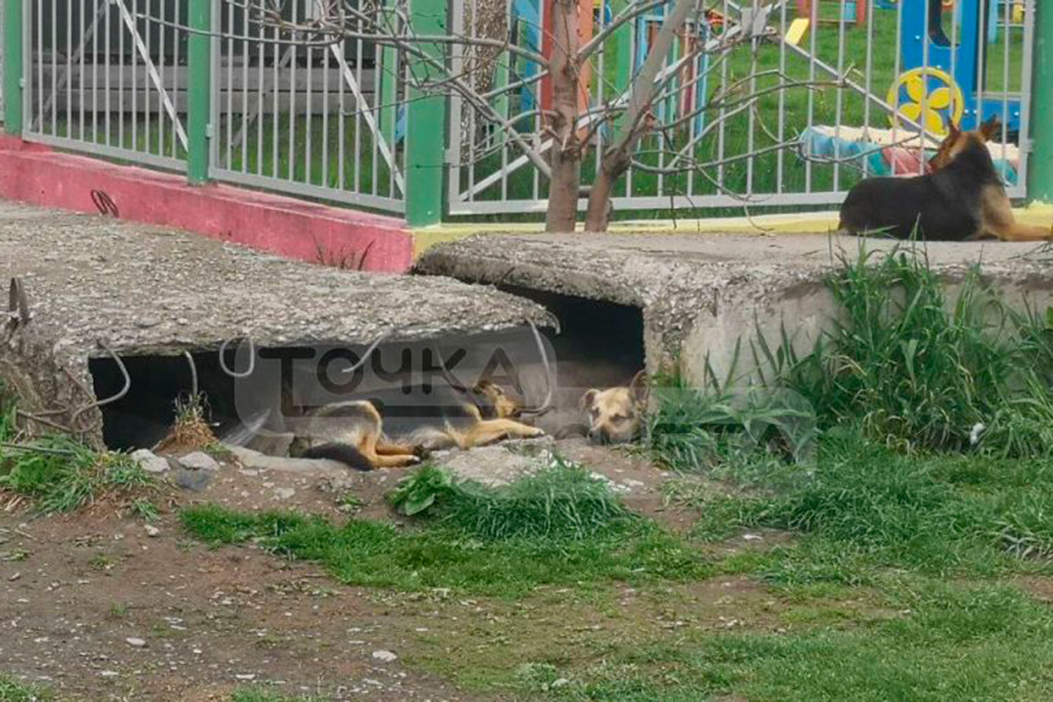 На Сахалине завели уголовное дело после нападения стаи животных на ребенка  - Газета.Ru | Новости