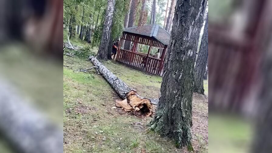 В Свердловской области девушка впала в кому после того, как на нее упало дерево