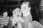 Одри Хепберн со своим йоркширским терьером по кличке Феймос («Знаменитый») в аэропорту Рима, 1958 год