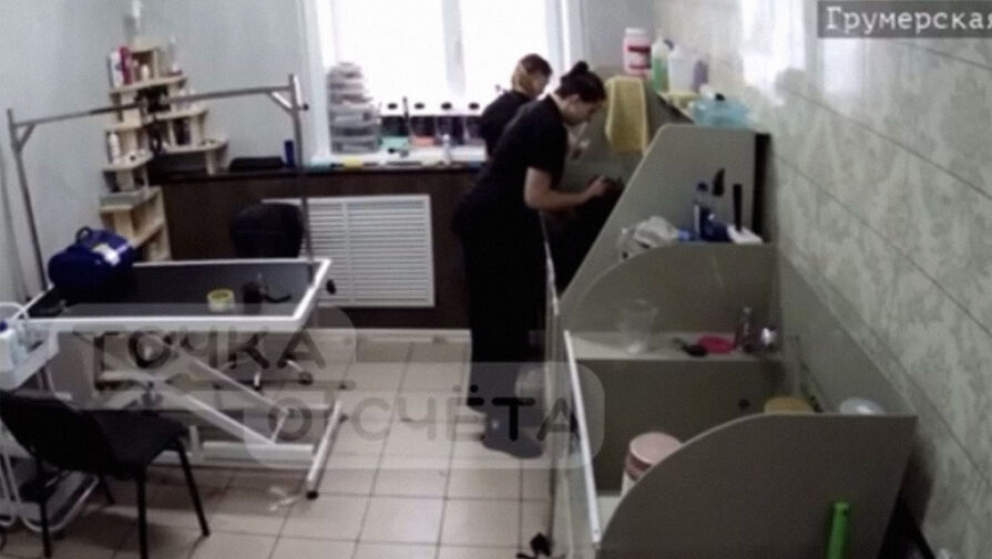 Сахалинские грумеры избили кота-клиента за непослушание и попали на видео