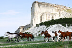 Перегон табуна лошадей у подножья Белой скалы в Крыму, 22 апреля 2024 года