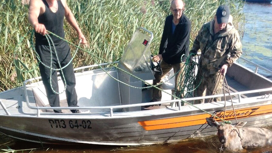 В Ленобласти спасатели вывели из реки лосенка, которого собаки загнали в воду и покусали