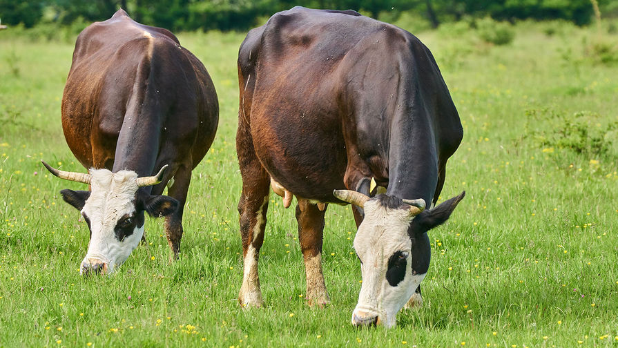 В России разработают диету для коров, которая поможет уменьшить выбросы парниковых газов